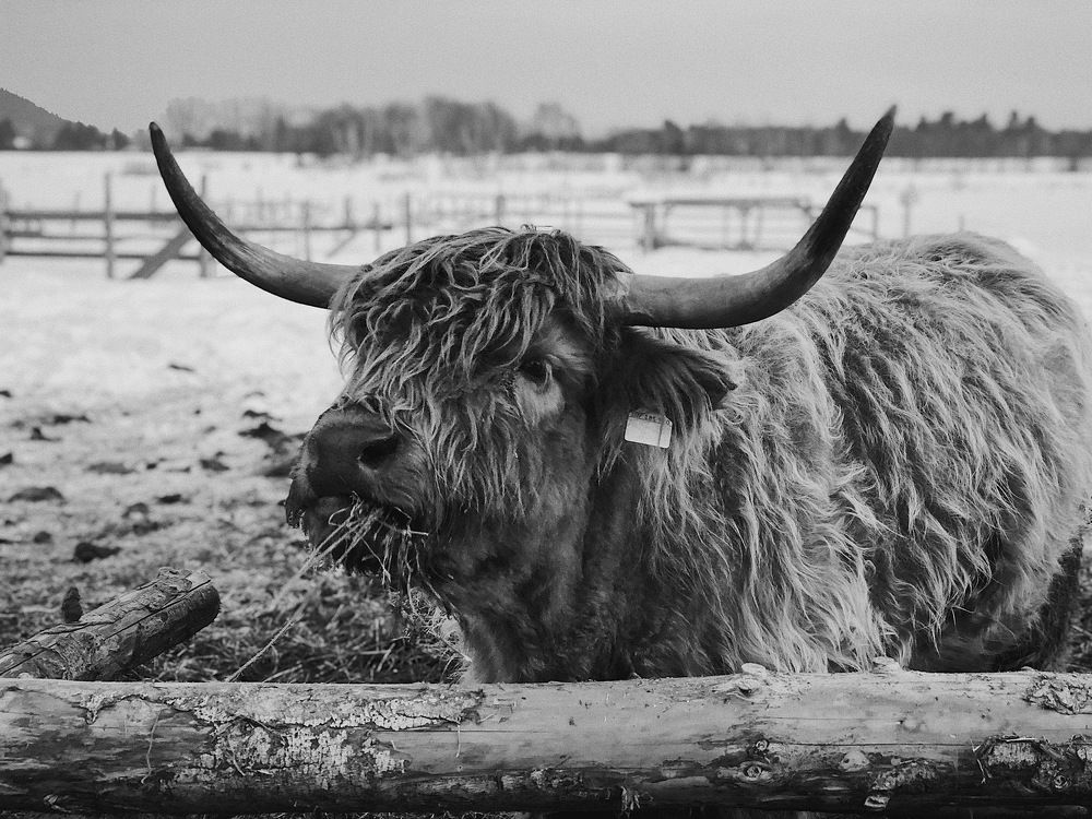 Vache Highland