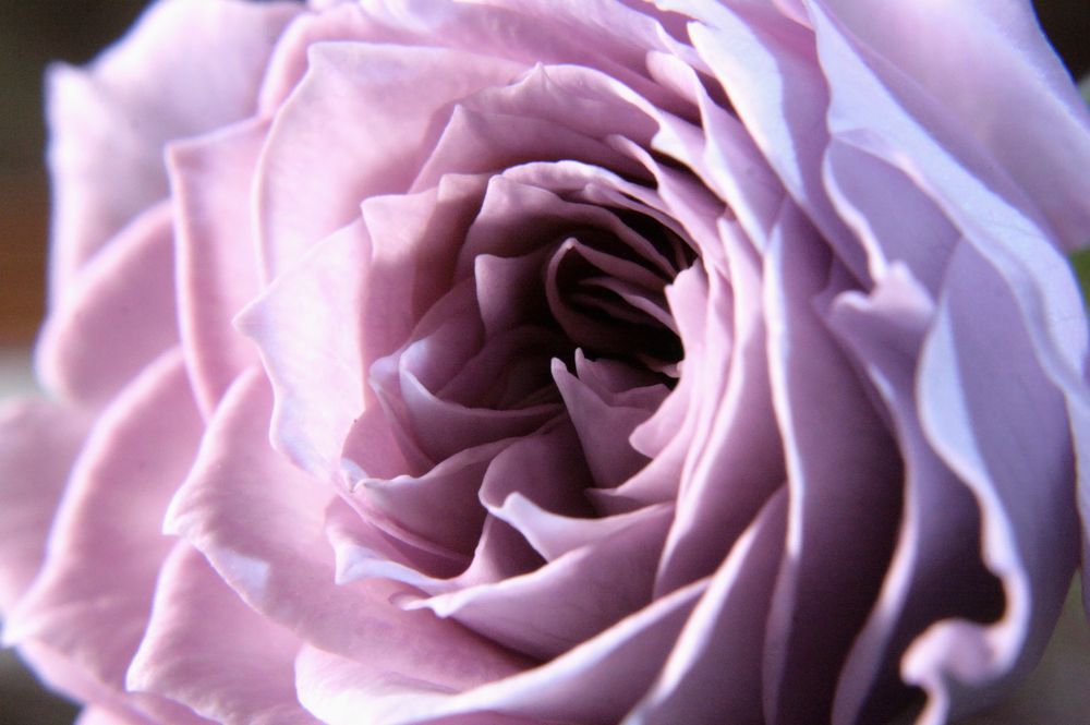 Purple Rose. The middle of the flower.