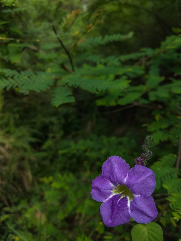 The contrasting nature