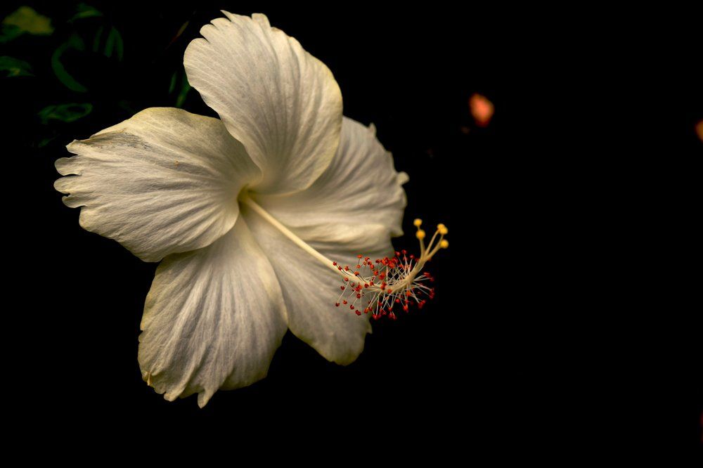In the dark.(chinarose)