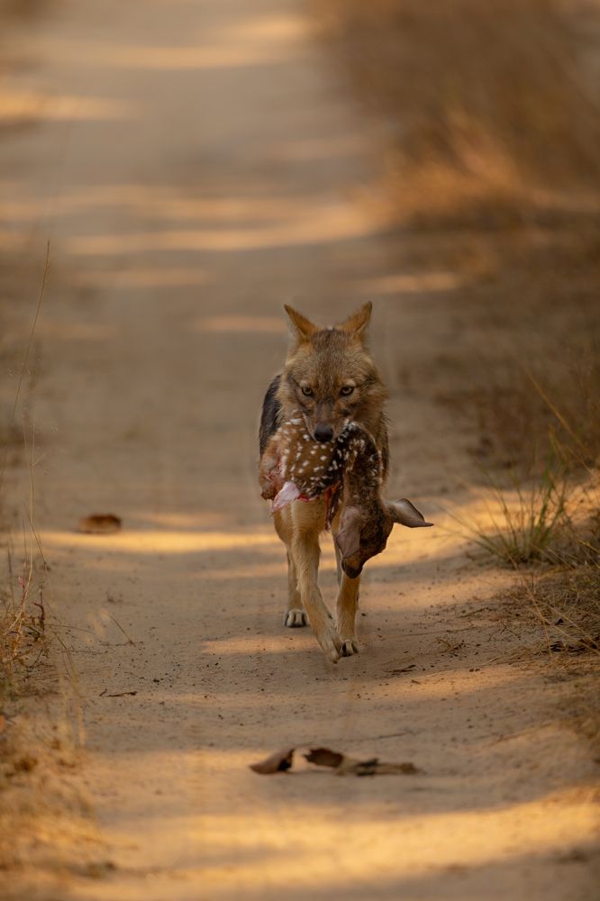 SURVIVAL OF THE FITTEST!