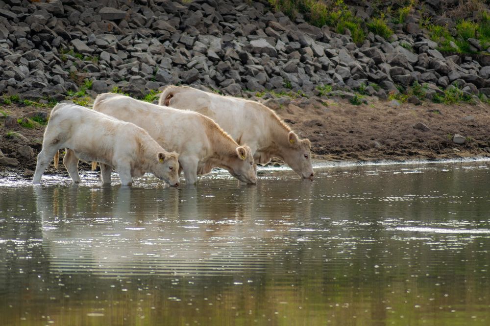 Cows Drinking