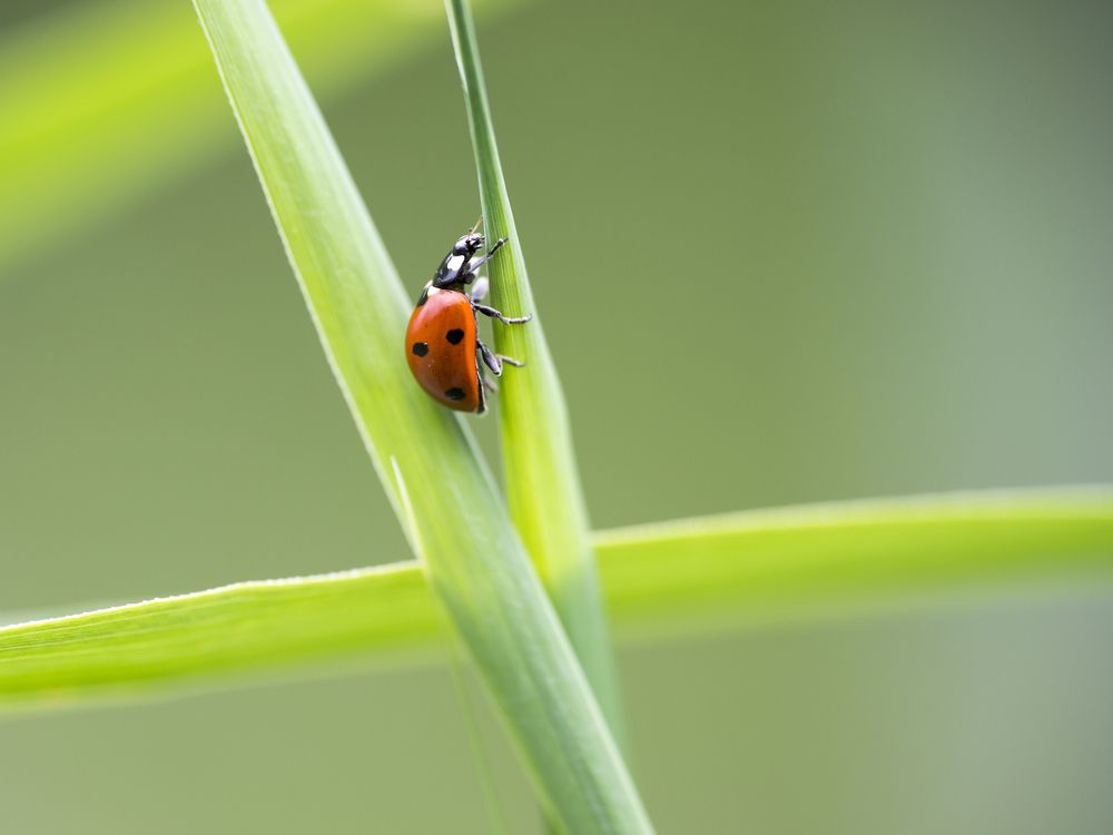 ladybugs