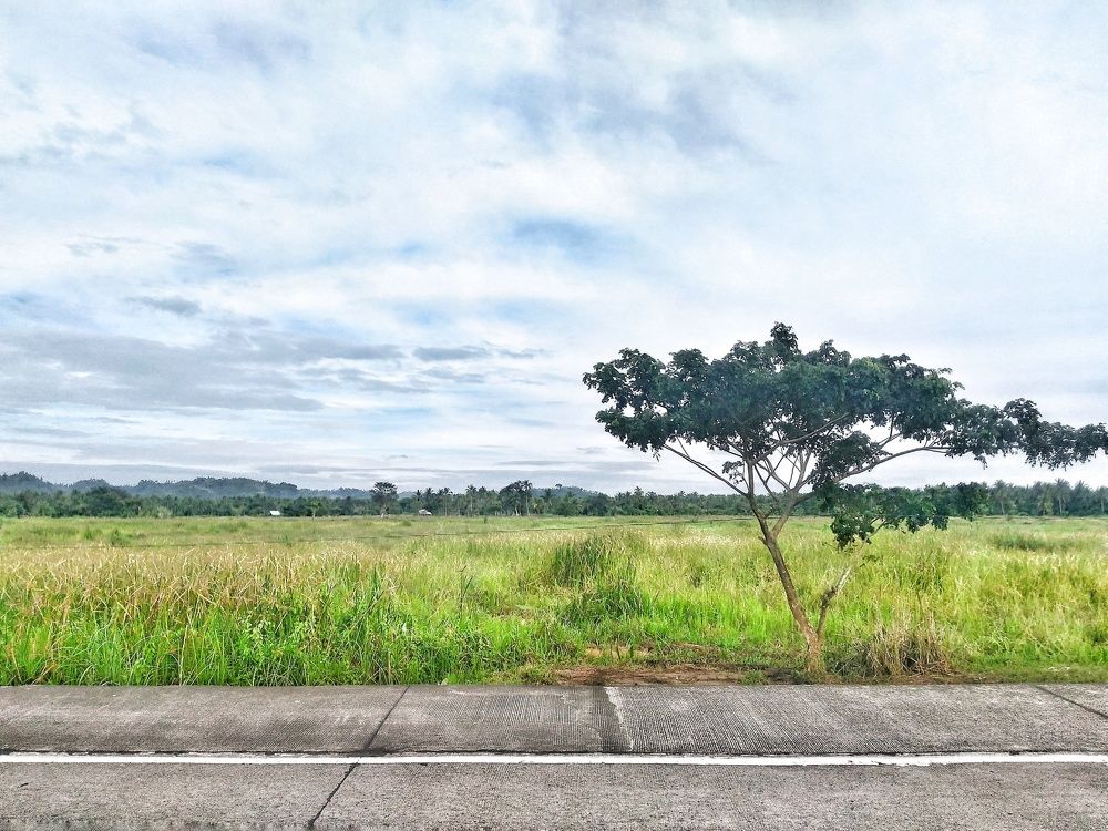 last tree