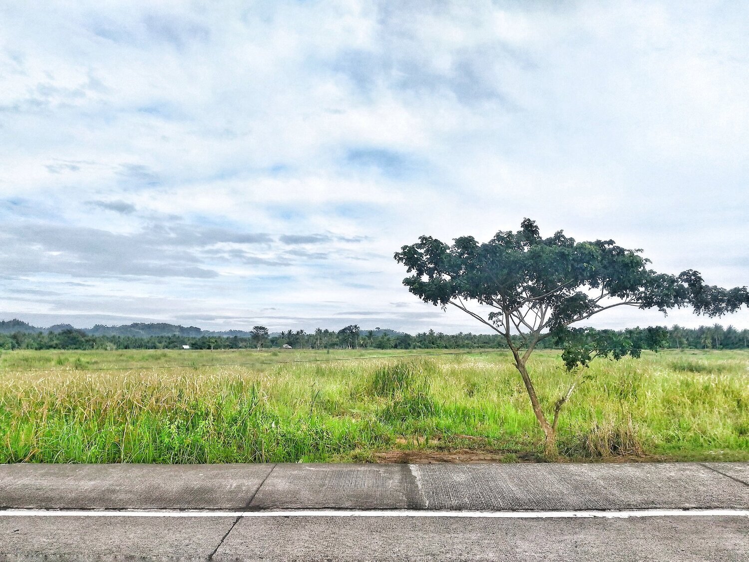 last tree