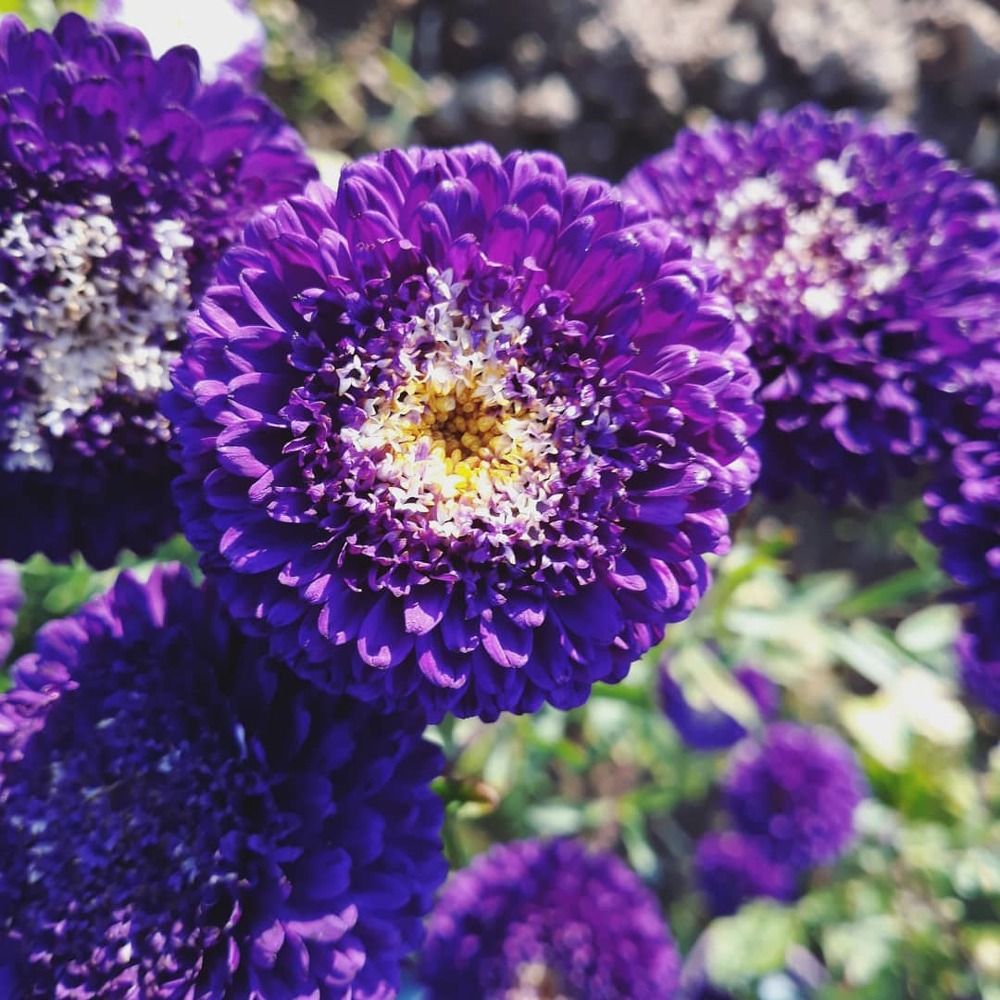 Violet