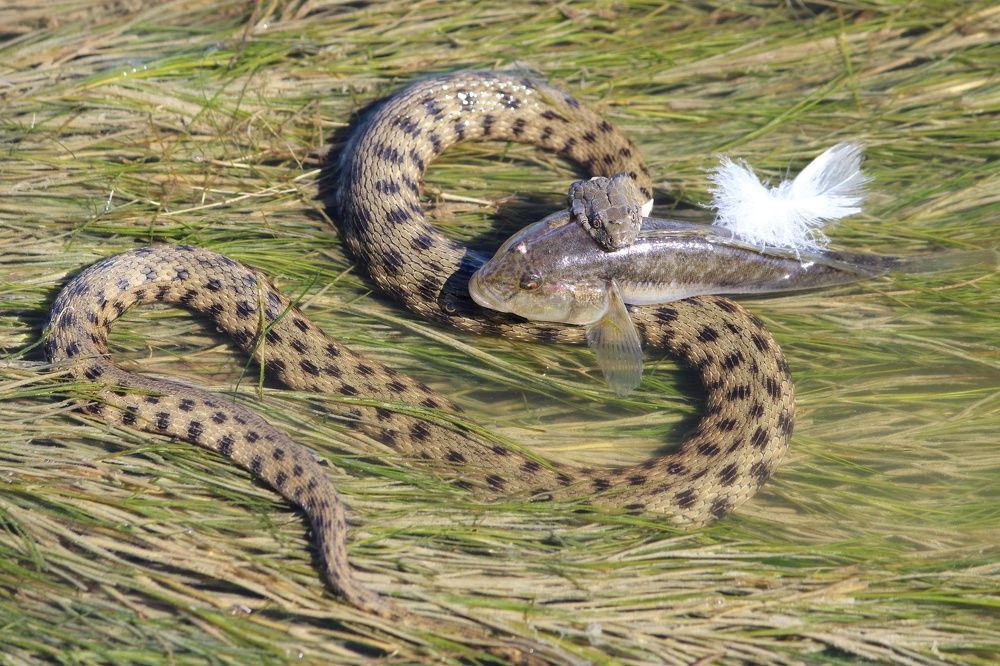 Удачная рыбалка и угроза охоты...