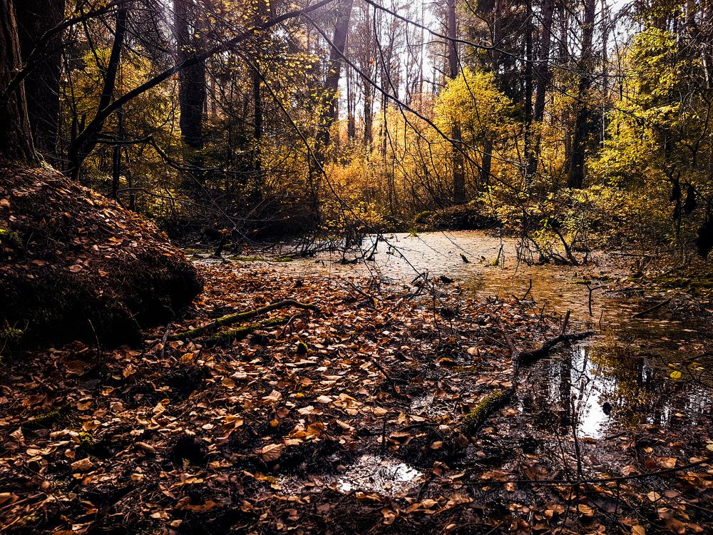 Ведьмино болото