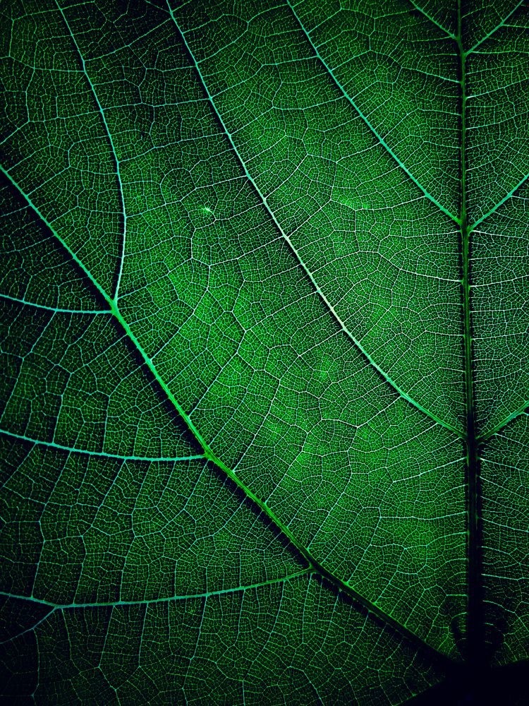 Photograph by Стефанова Татьяна