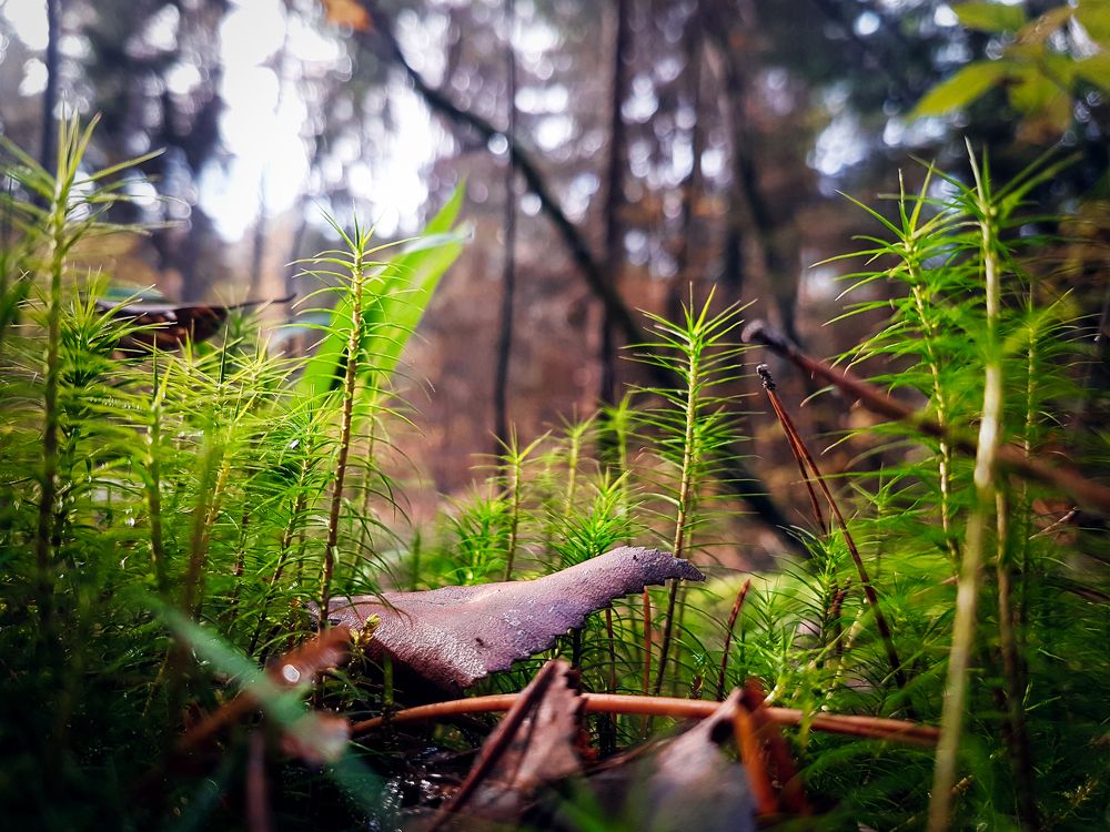 Forest under our legs