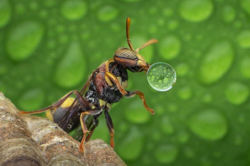 Wasp bubbles
