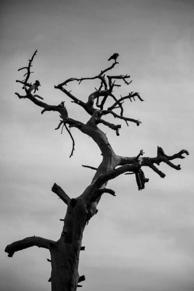 Edgar Allan Poe's raven