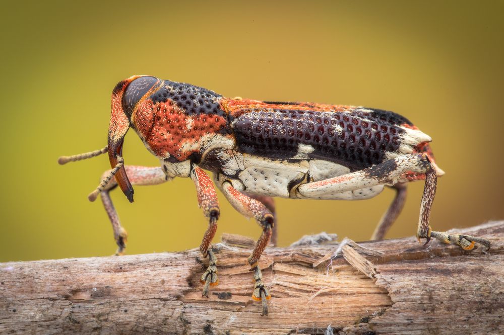 Colourful Weevil
