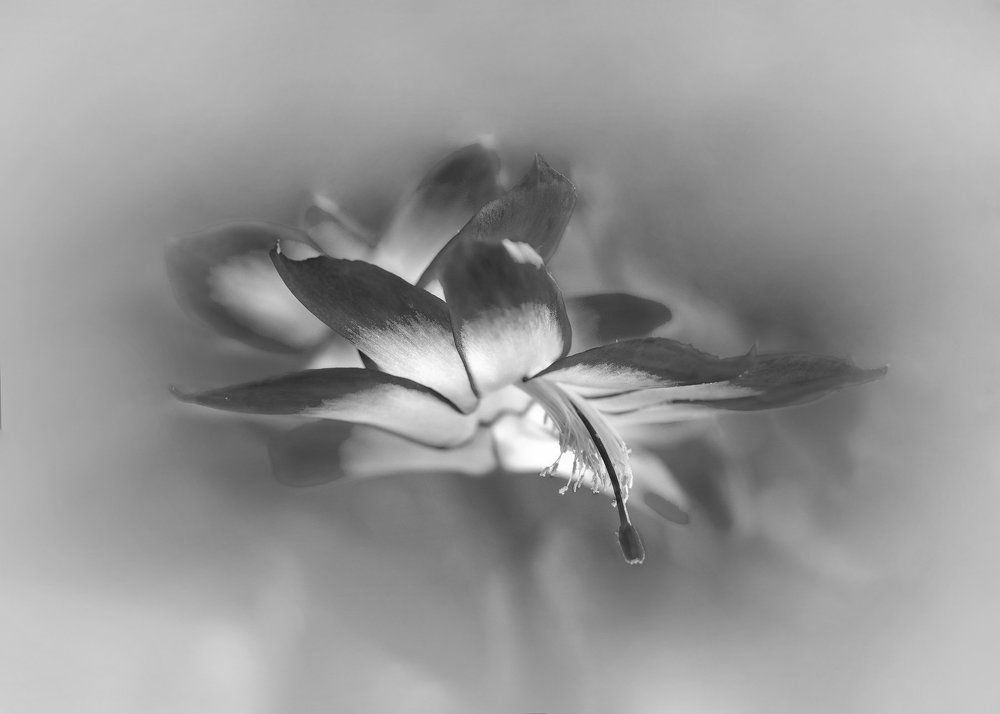 Свободный полет