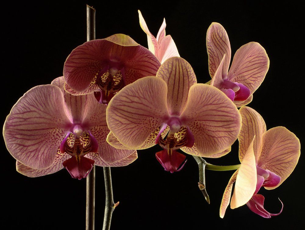 orchid 02
