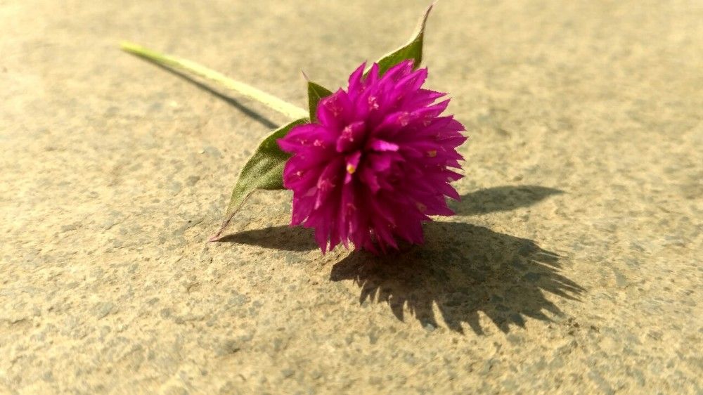 Flower shadow