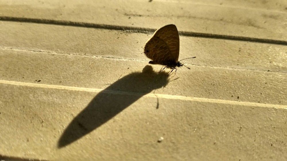 Butterfly