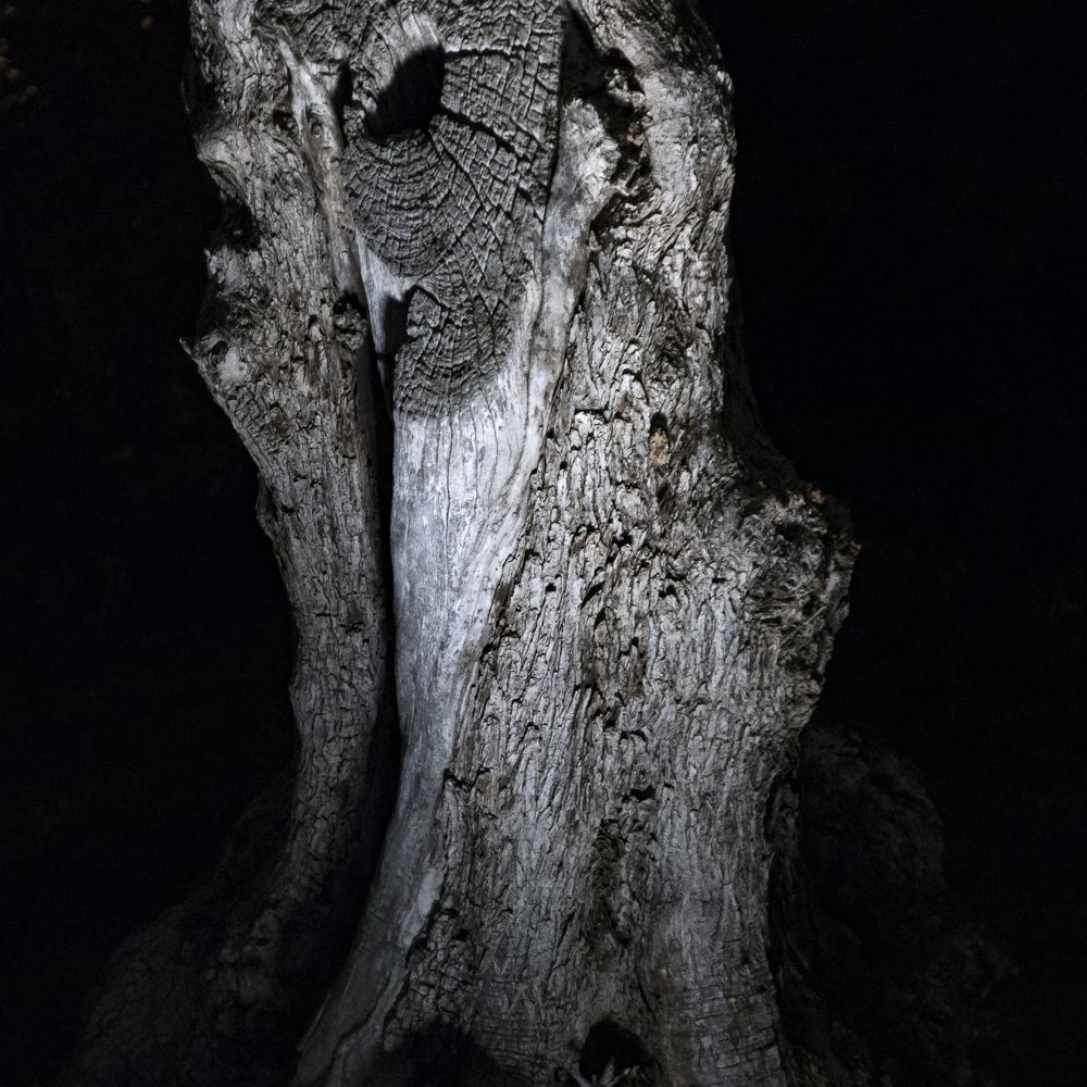 Old tree trunk