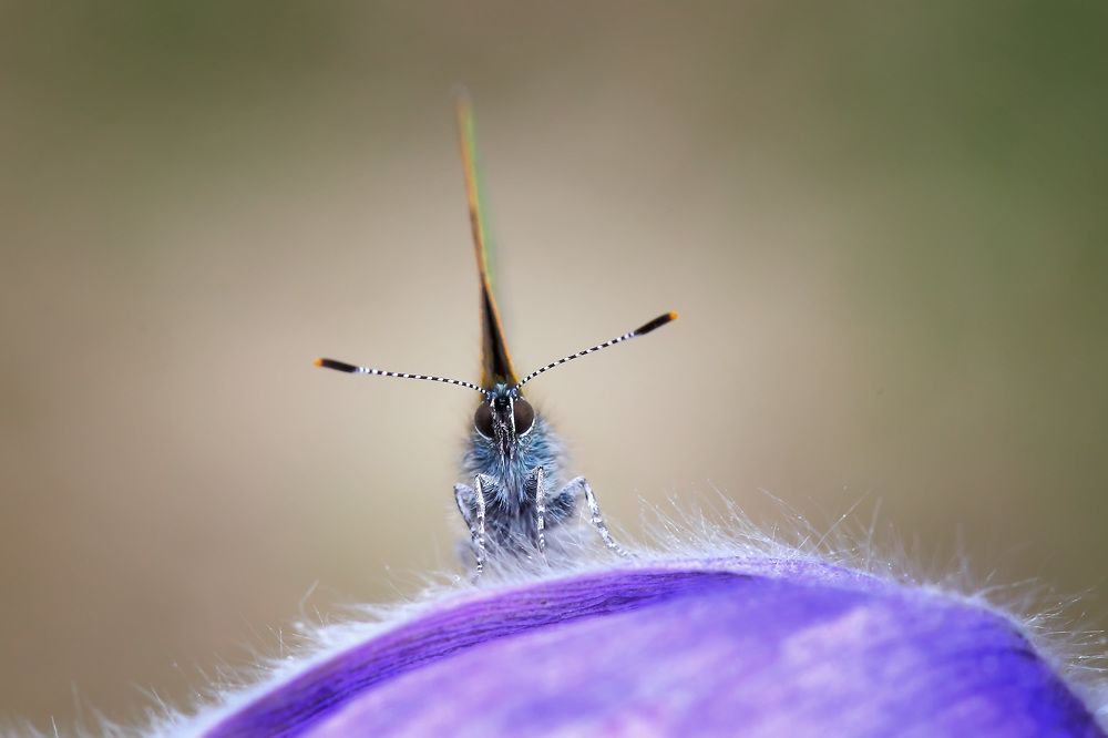 любопытная