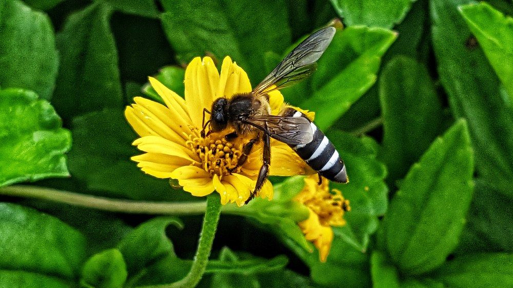 Pollination