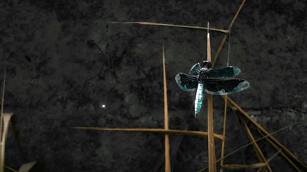 A Dragon Fly At Peace.