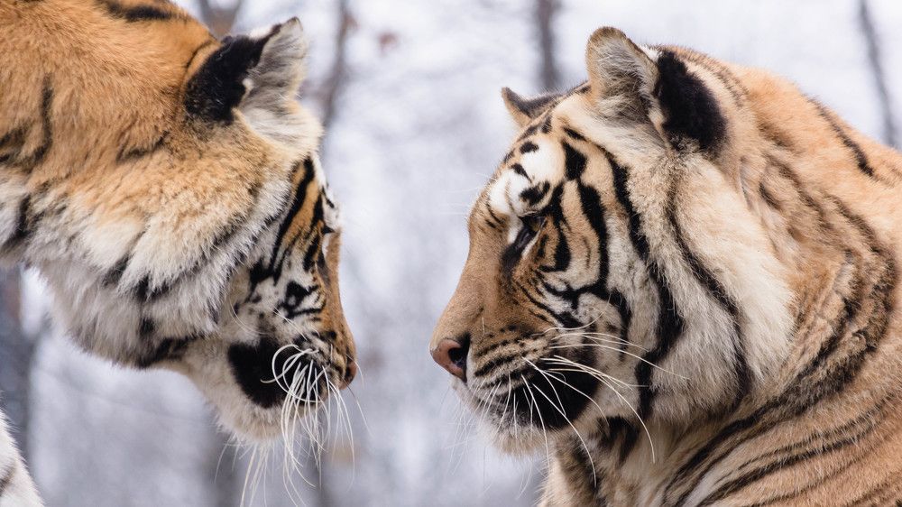 Telepathic communication