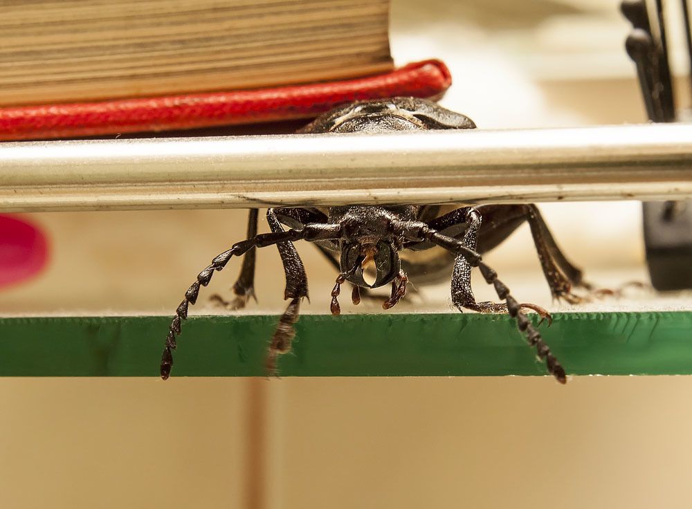 Лицом к лицу