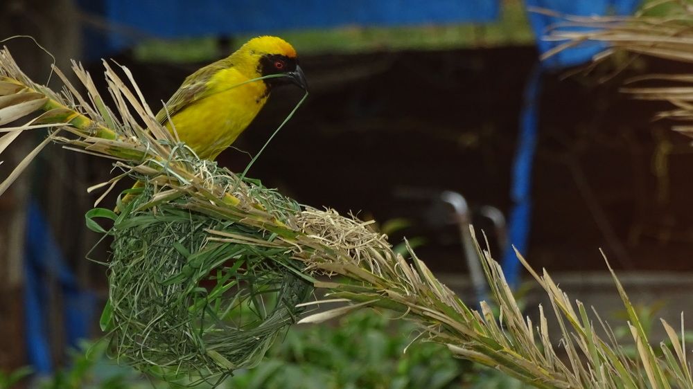 Building a bird nest