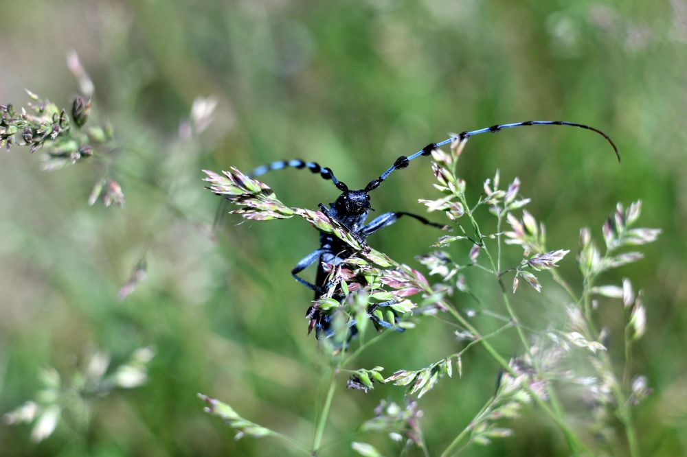 усач альпийский