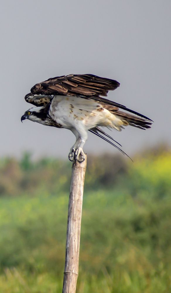 THE ALMIGHTY OSPREY