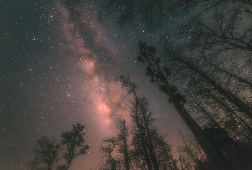 treescape with milkyway