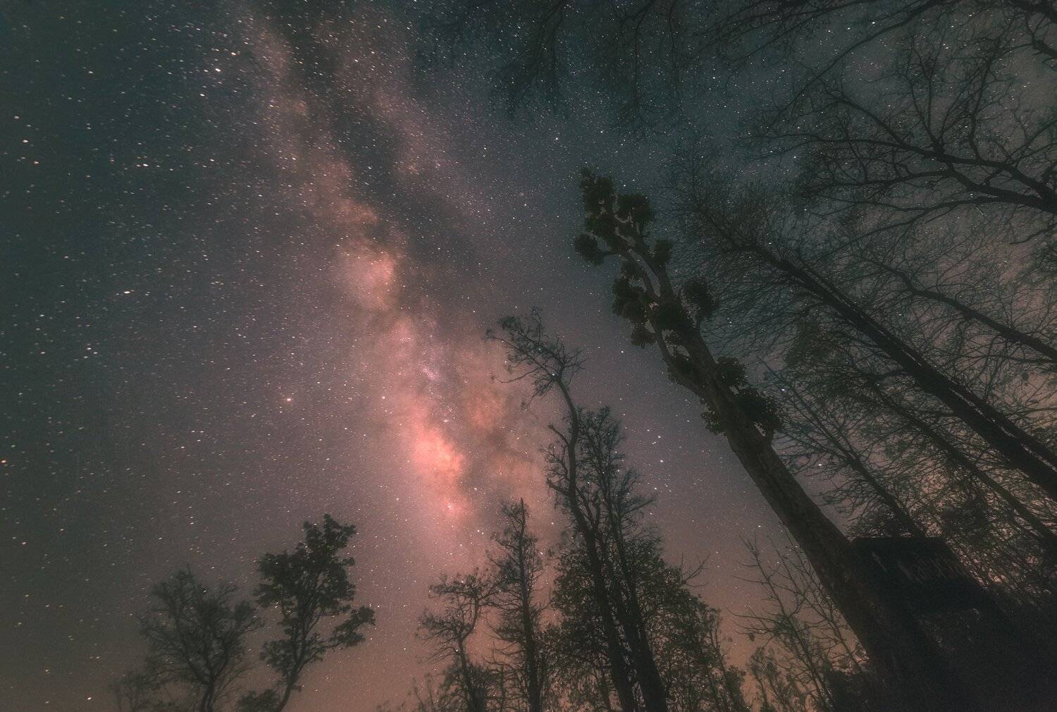 treescape with milkyway