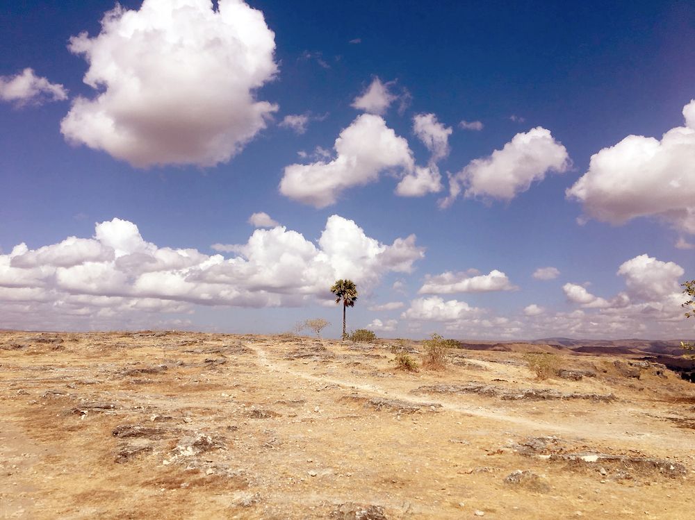 The Lonely Tree