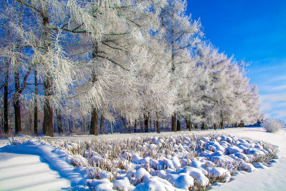 Зимнее утро