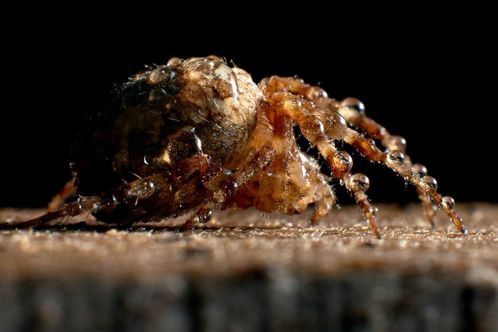 Крестоносец