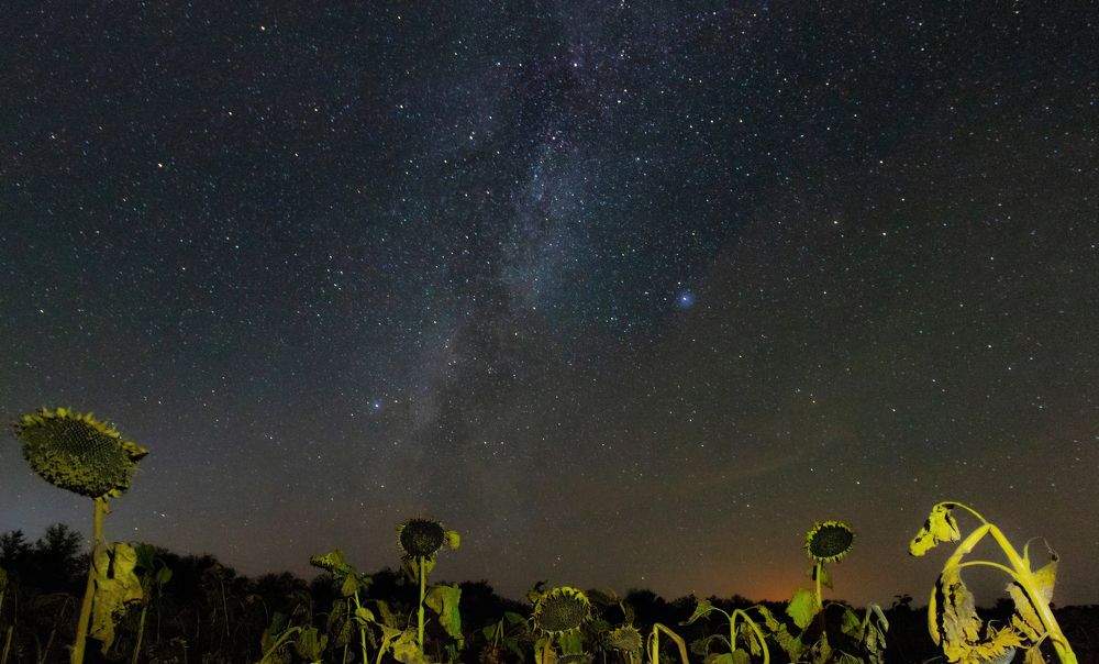 Подсолнухи