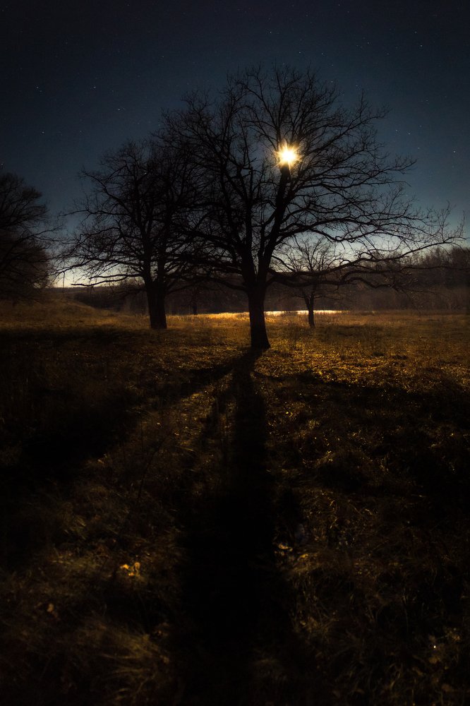 Дуб под луной