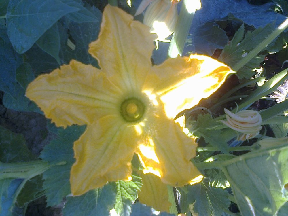 Цветок тыквы в солнечный день.