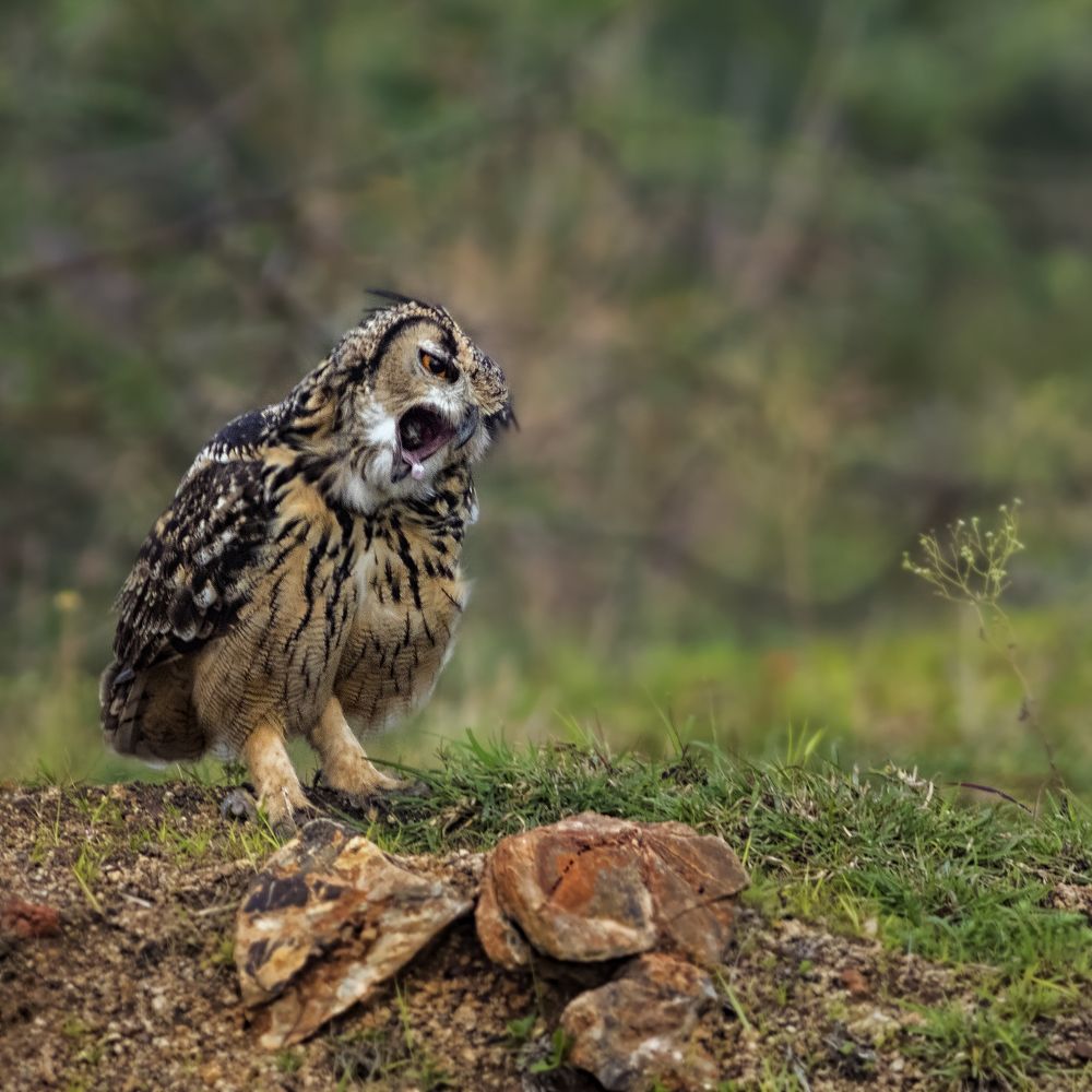 Indian Eagle Owl