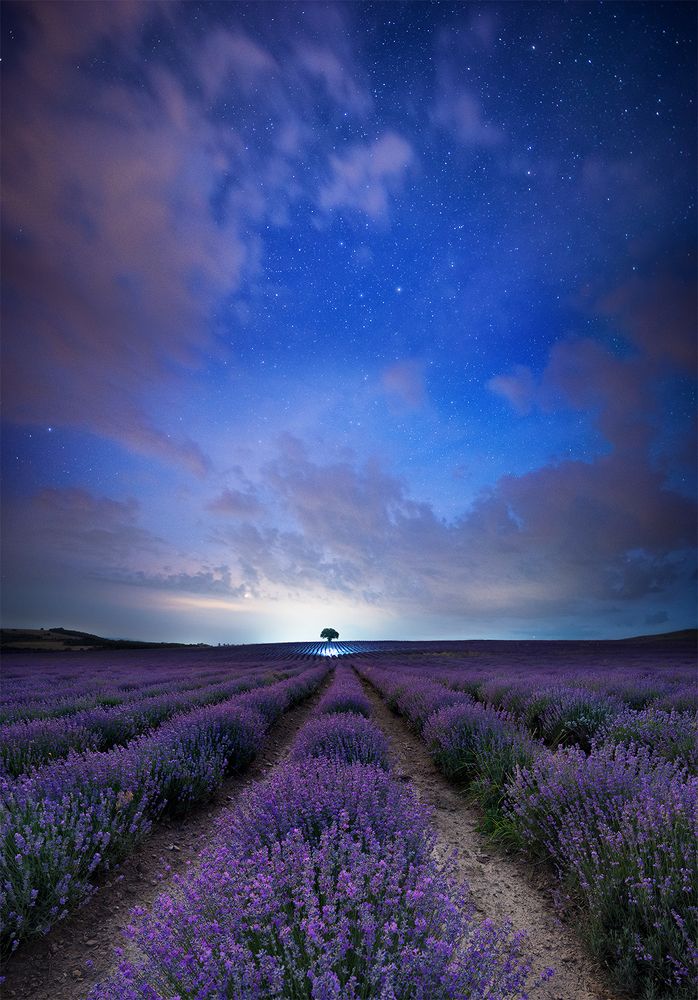 Lavender nights