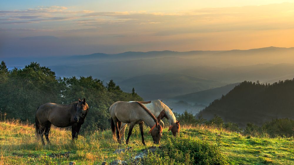 Карпатский восход