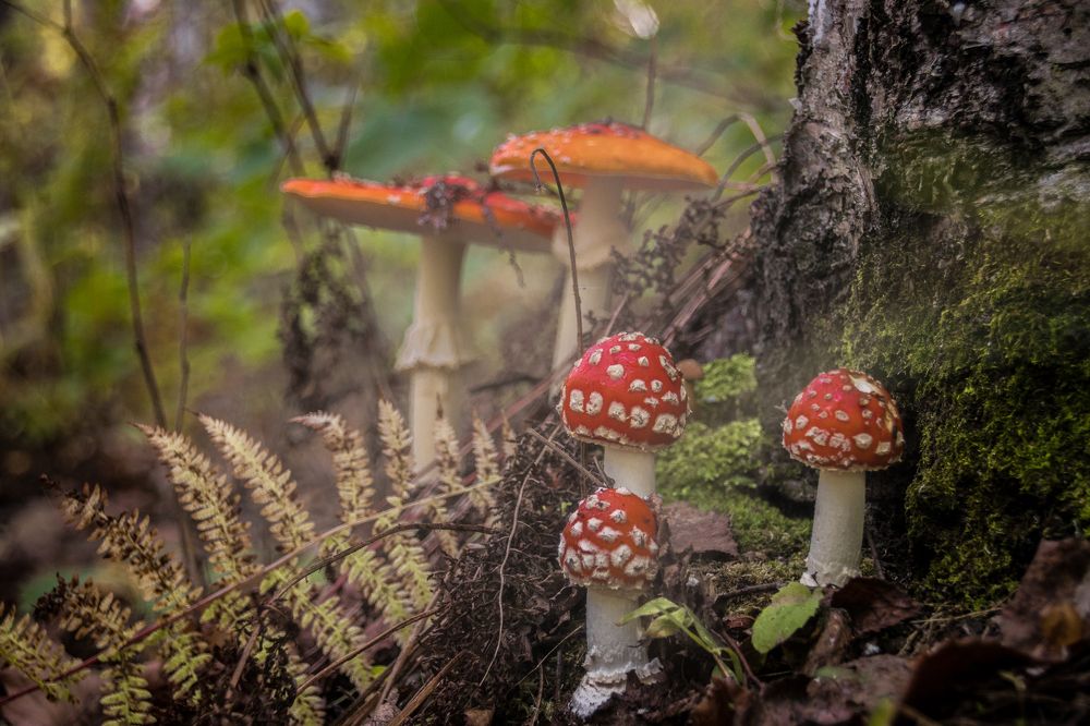 Photograph by Дмитрий Медянников