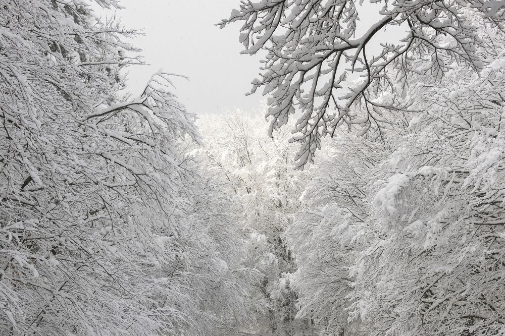 Photograph by Сергей Будаква