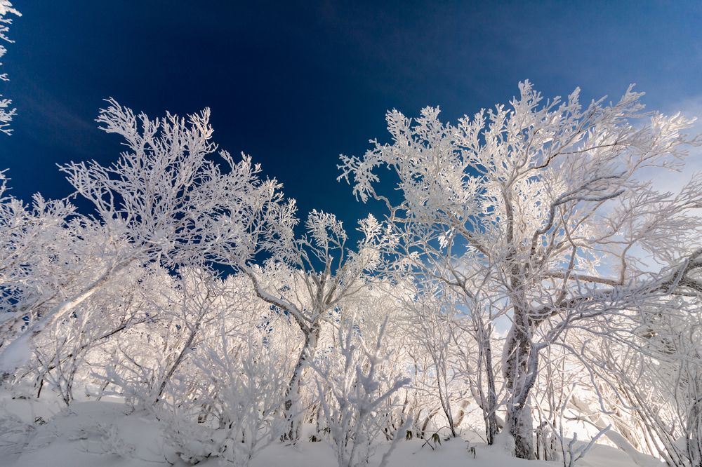 Зачарованный лес