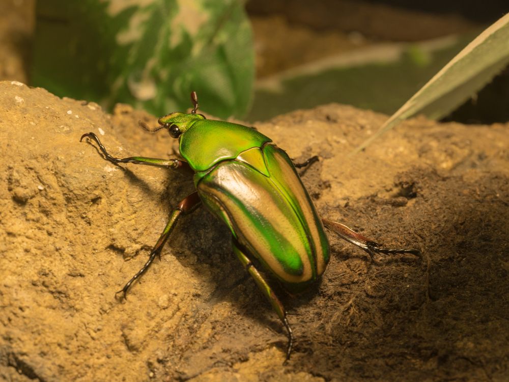 rose chafer