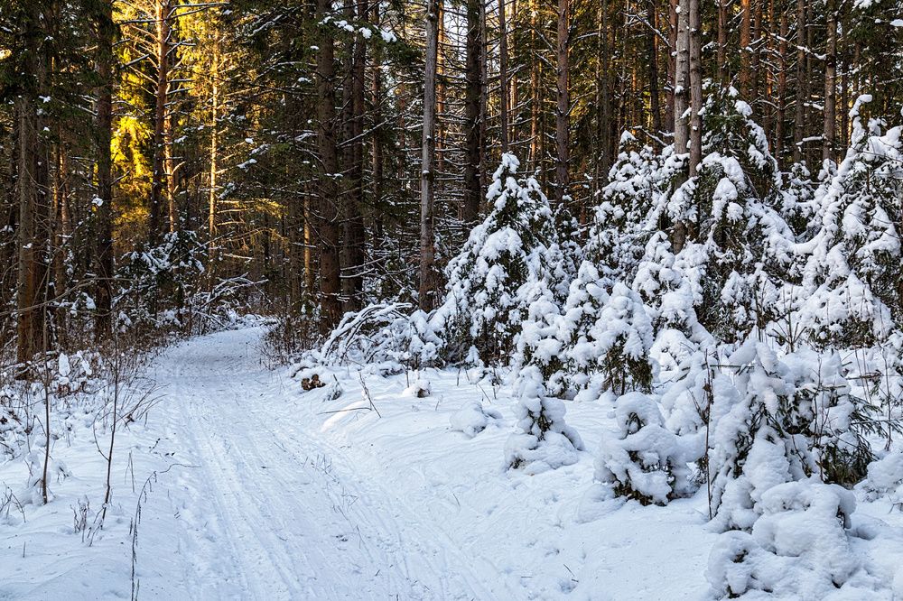 Фотография автора Леонид Никитин