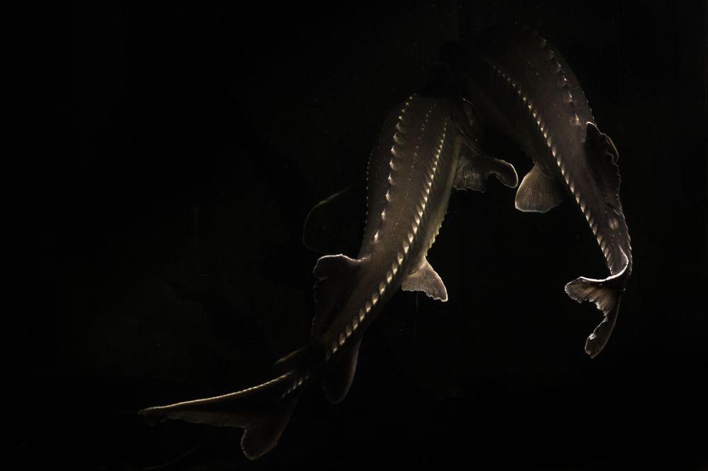 Photograph by Дмитрий Медянников