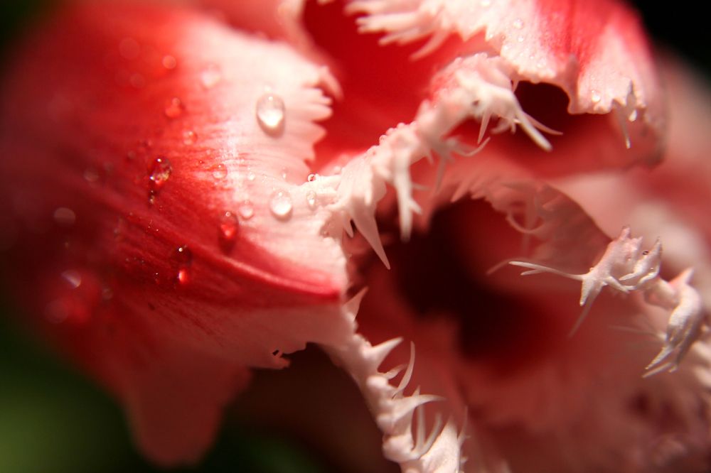 Toothy tulip.