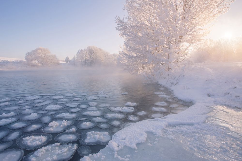 Зимние кувшинки
