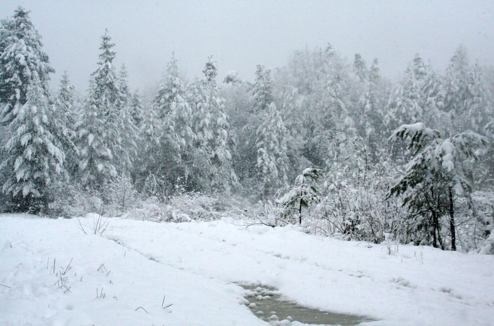 Snowfall, a blizzard in the old forest